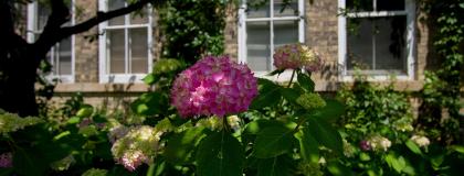 Flowers outside Day Hall.