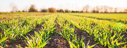 Food, Agricultural and Resource Economics Major