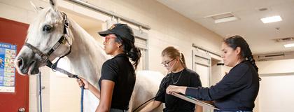 Equine Management Major