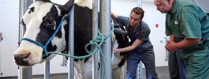 Student with Instructor examining a cow