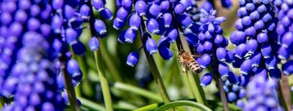 Closeup of bee feeding on purple flowers.