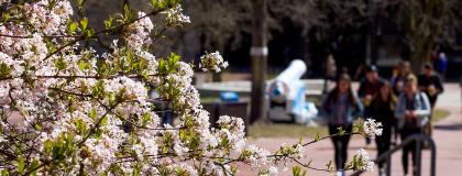 Cherry blossoms and students in the distance.