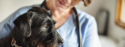 Dog with a female vet in the background.
