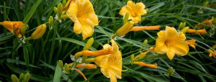 Yellow flowers on campus.