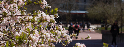 Spring flowers on campus